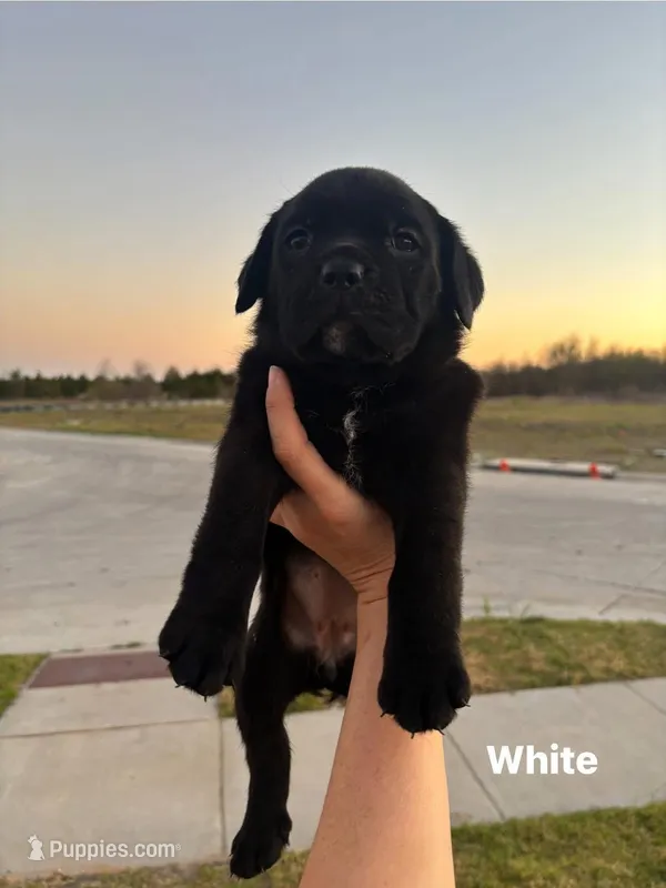 White – Cane Corso puppy for sale in Caddo Mills, TX