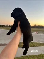White, a female Cane Corso for sale in Caddo Mills, TX – Photo 2 of 3