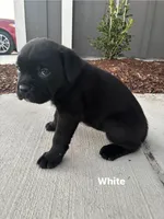 White, a female Cane Corso for sale in Caddo Mills, TX – Photo 3 of 3