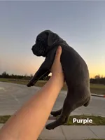 Purple, a female Cane Corso for sale in Caddo Mills, TX – Photo 2 of 2