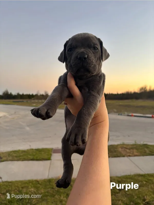 Purple – Cane Corso puppy for sale in Caddo Mills, TX