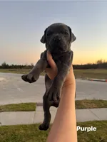 Purple, a female Cane Corso for sale in Caddo Mills, TX – Photo 1 of 2