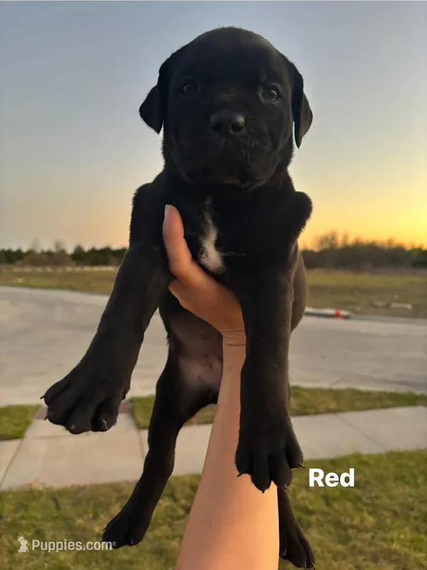 Red – Cane Corso puppy for sale in Caddo Mills, TX