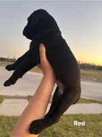 Red, a female Cane Corso for sale in Caddo Mills, TX – Photo 3 of 3