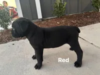 Red, a female Cane Corso for sale in Caddo Mills, TX – Photo 2 of 3