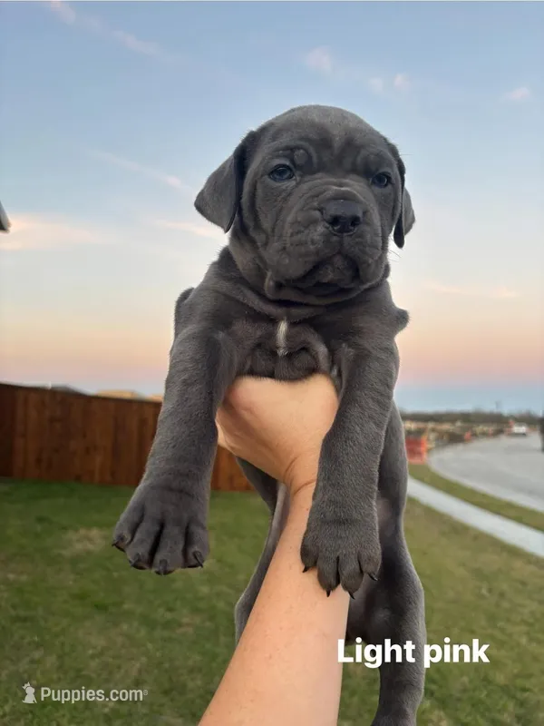 Light Pink – Cane Corso puppy for sale in Caddo Mills, TX