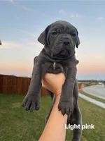 Light Pink, a female Cane Corso for sale in Caddo Mills, TX – Photo 1 of 3