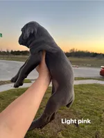 Light Pink, a female Cane Corso for sale in Caddo Mills, TX – Photo 2 of 3
