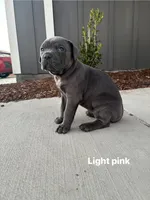 Light Pink, a female Cane Corso for sale in Caddo Mills, TX – Photo 3 of 3