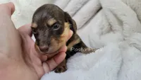 AKC Hazelnut, a female Miniature Dachshund for sale in Texarkana, AR – 1 of 6