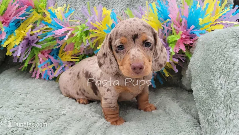 AKC Dutch Baby – Miniature Dachshund puppy for sale in Texarkana, AR
