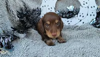 AKC Ragu, a female Miniature Dachshund for sale in Texarkana, AR – Photo 5 of 6