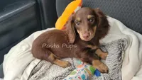 AKC Ragu, a female Miniature Dachshund for sale in Texarkana, AR – Photo 1 of 6
