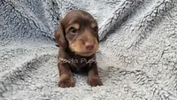 AKC Ragu, a female Miniature Dachshund for sale in Texarkana, AR – Photo 6 of 6