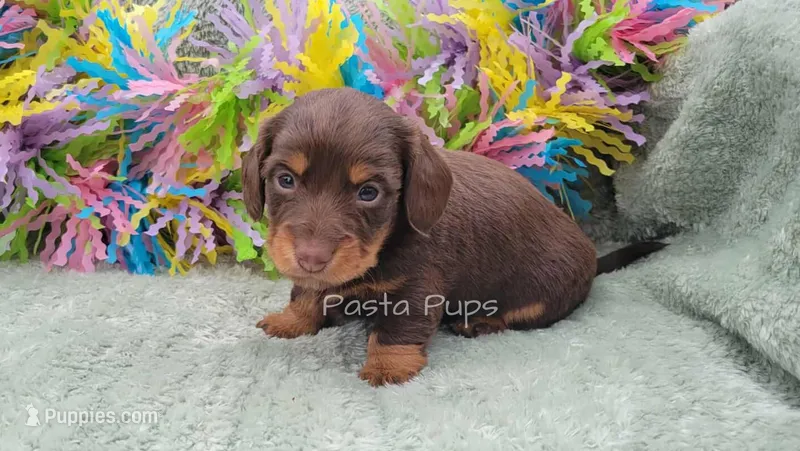 AKC Olive – Miniature Dachshund puppy for sale in Texarkana, AR