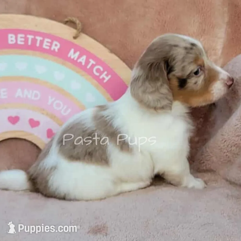 AKC Biscotti, a male Miniature Dachshund for sale in Texarkana, AR – Photo 2 of 2