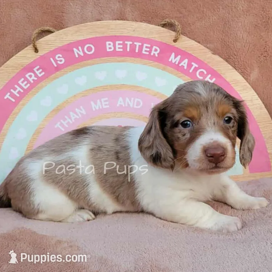 AKC Gelato, a male Miniature Dachshund for sale in Texarkana, AR – Photo 3 of 3