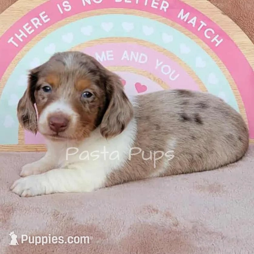 AKC Gelato, a male Miniature Dachshund for sale in Texarkana, AR – Photo 2 of 3