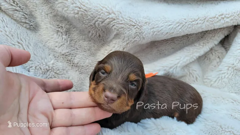 AKC Pecan – Miniature Dachshund puppy for sale in Texarkana, AR