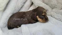 AKC Hazelnut, a female Miniature Dachshund for sale in Texarkana, AR – 6 of 6