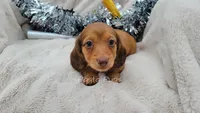 AKC Kielbasa, a male Miniature Dachshund for sale in Texarkana, AR – Photo 1 of 3