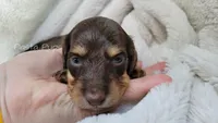 AKC Hazelnut, a female Miniature Dachshund for sale in Texarkana, AR – 2 of 6