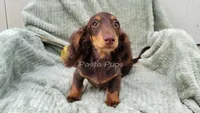 AKC Dune, a male Miniature Dachshund for sale in Texarkana, AR – Photo 1 of 7