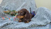 AKC Dune, a male Miniature Dachshund for sale in Texarkana, AR – Photo 4 of 7