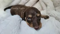 AKC Hazelnut, a female Miniature Dachshund for sale in Texarkana, AR – 4 of 6