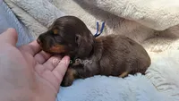 AKC Walnut, a male Miniature Dachshund for sale in Texarkana, AR – 3 of 3