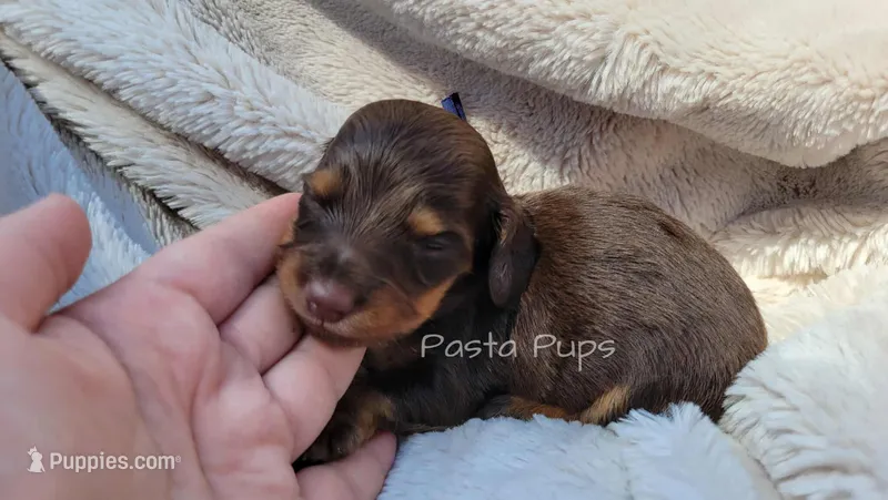 AKC Walnut – Miniature Dachshund puppy for sale in Texarkana, AR