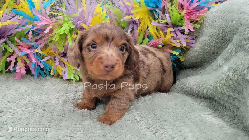 AKC Apricot – Miniature Dachshund puppy for sale in Texarkana, AR