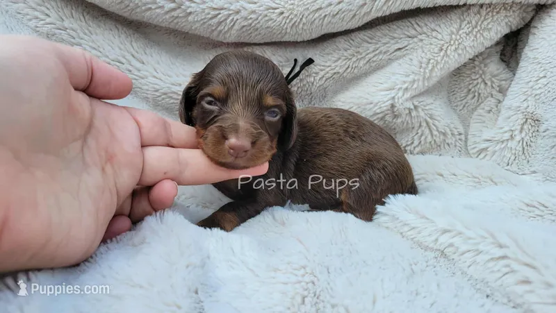 AKC Peanut – Miniature Dachshund puppy for sale in Texarkana, AR