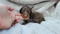 AKC Peanut, a male Miniature Dachshund for sale in Texarkana, AR – 1 of 2