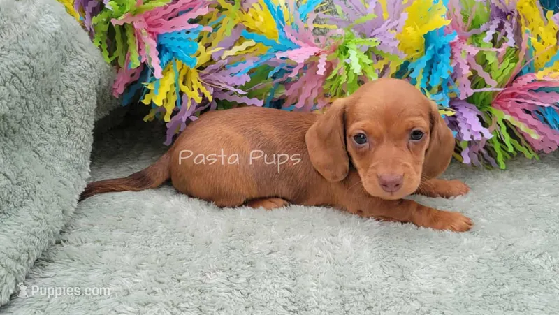 AKC Flapjack – Miniature Dachshund puppy for sale in Texarkana, AR