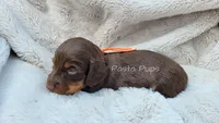 AKC Pecan, a male Miniature Dachshund for sale in Texarkana, AR – 2 of 2