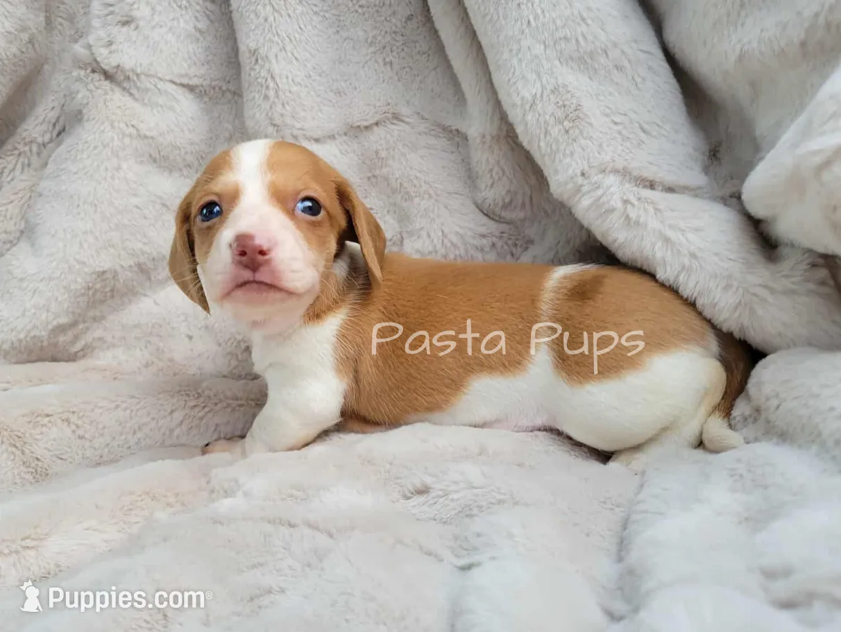 AKC Chorizo, a male Miniature Dachshund for sale in Texarkana, AR – Photo 2 of 4