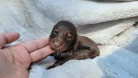 AKC Peanut, a male Miniature Dachshund for sale in Texarkana, AR – 2 of 2