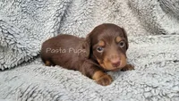 AKC Carbonara, a female Miniature Dachshund for sale in Texarkana, AR – Photo 5 of 5