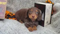 AKC Carbonara, a female Miniature Dachshund for sale in Texarkana, AR – Photo 3 of 5