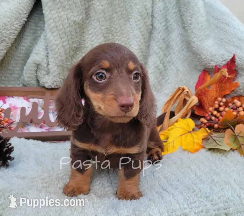 AKC Carbonara, a female Miniature Dachshund for sale in Texarkana, AR – Photo 2 of 5