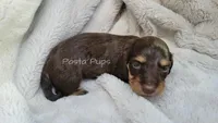 AKC Hazelnut, a female Miniature Dachshund for sale in Texarkana, AR – 5 of 6
