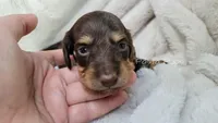 AKC Hazelnut, a female Miniature Dachshund for sale in Texarkana, AR – 3 of 6