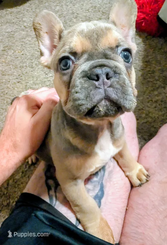 Pipsqueak (Pippy) – French Bulldog puppy for sale in Aitkin, MN