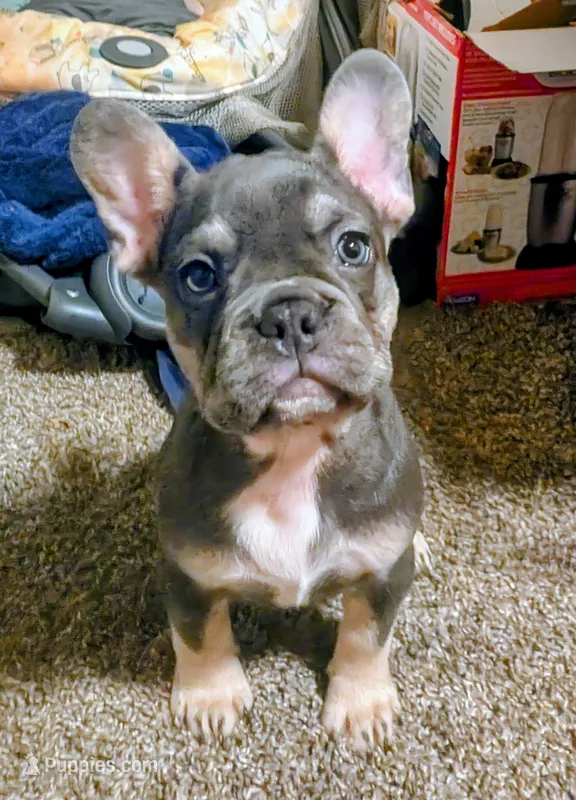Blueberry 🫐 – French Bulldog puppy for sale in Aitkin, MN