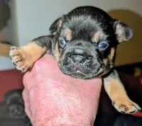 Reese's , a female French Bulldog for sale in Aitkin, MN – 3 of 4