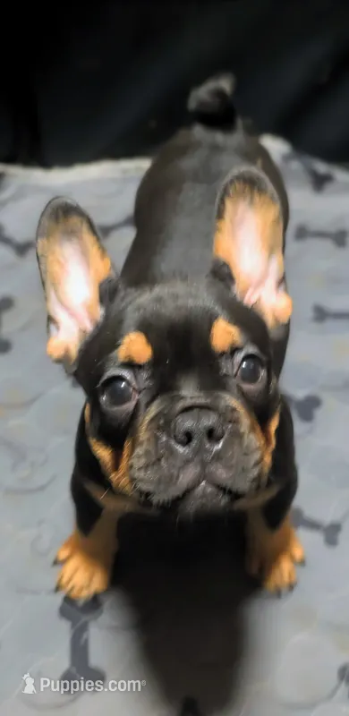 Reese's  – French Bulldog puppy for sale in Aitkin, MN