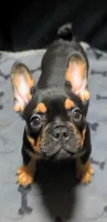 Reese's , a female French Bulldog for sale in Aitkin, MN – 1 of 8