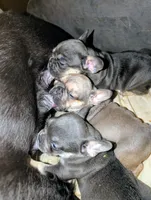 Blueberry 🫐, a female French Bulldog for sale in Aitkin, MN – 7 of 7