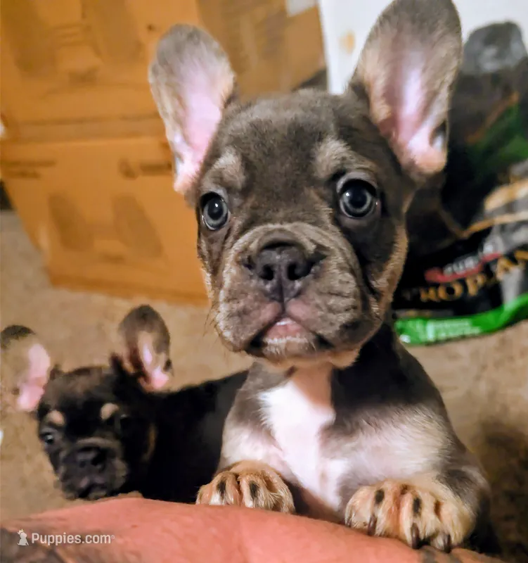 Blueberry 🫐 – French Bulldog puppy for sale in Aitkin, MN